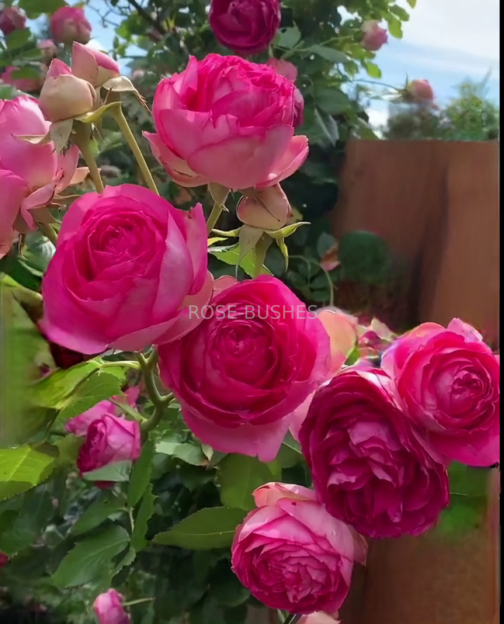 �������� ���� �� ������. Cyclamen Pierre de Ronsard. (����. ������.)